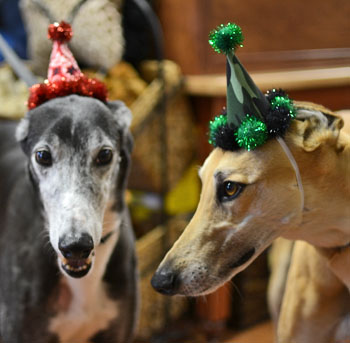 birthdaydogs.jpg