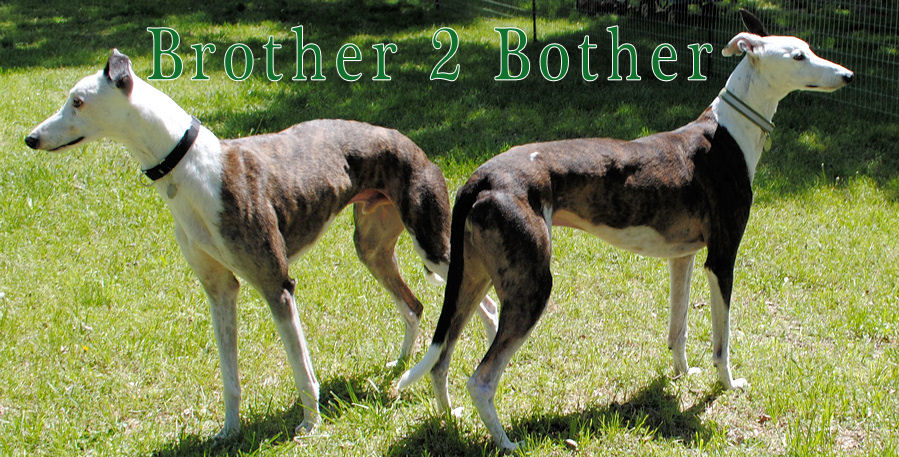 Brother2Bother