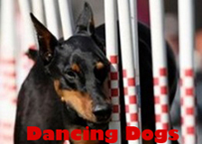 Dancing Dogs