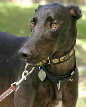 Blackie