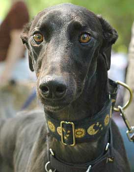 Blackie