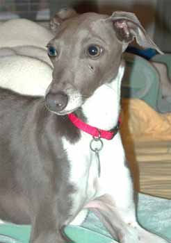 blue and white italian greyhound