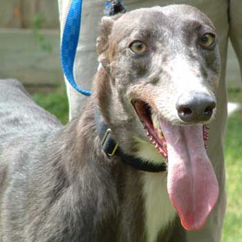 greyhound with blue eyes