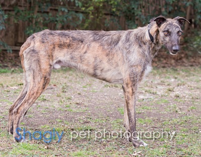 Greyhound Adoption League Of Texas Inc