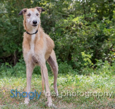 Greyhound Adoption League Of Texas Inc