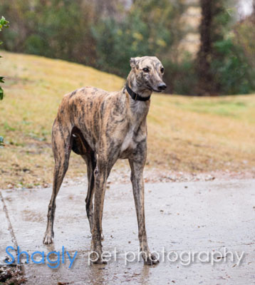 greyhound brindle