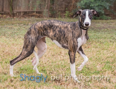 brindle and white whippet
