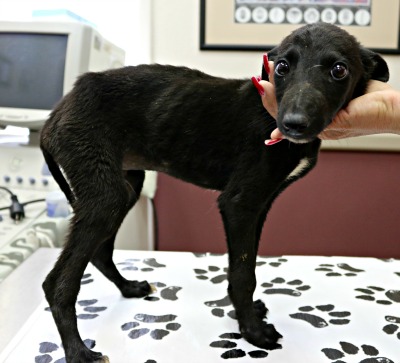 black greyhound puppy