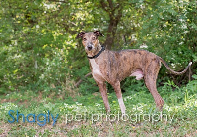 greyhound maltese mix
