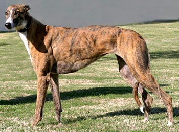 red brindle greyhound