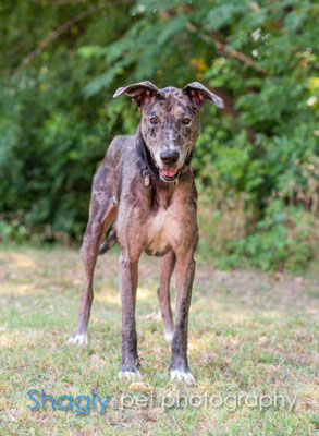 greyhound dane mix elsa husky hounds