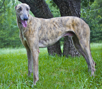 greyhound blue brindle