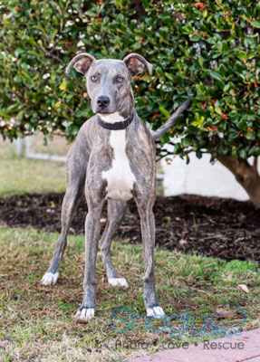 6 feet teddy bear snapdeal