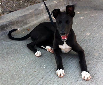 paws on the mountain greyhound adoption