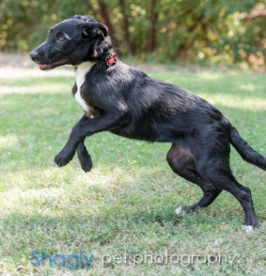 greyhound border collie