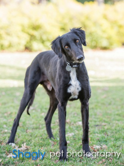 black saluki