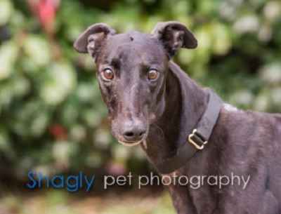 my is always scratching but doesn t fleas greyhound adoption league of inc my is always scratching but doesn t fleas greyhound adoption league of inc