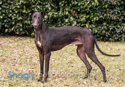 my is always scratching but doesn t fleas greyhound adoption league of inc my is always scratching but doesn t fleas greyhound adoption league of inc