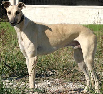 Pancho