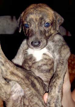 brindle greyhound puppy