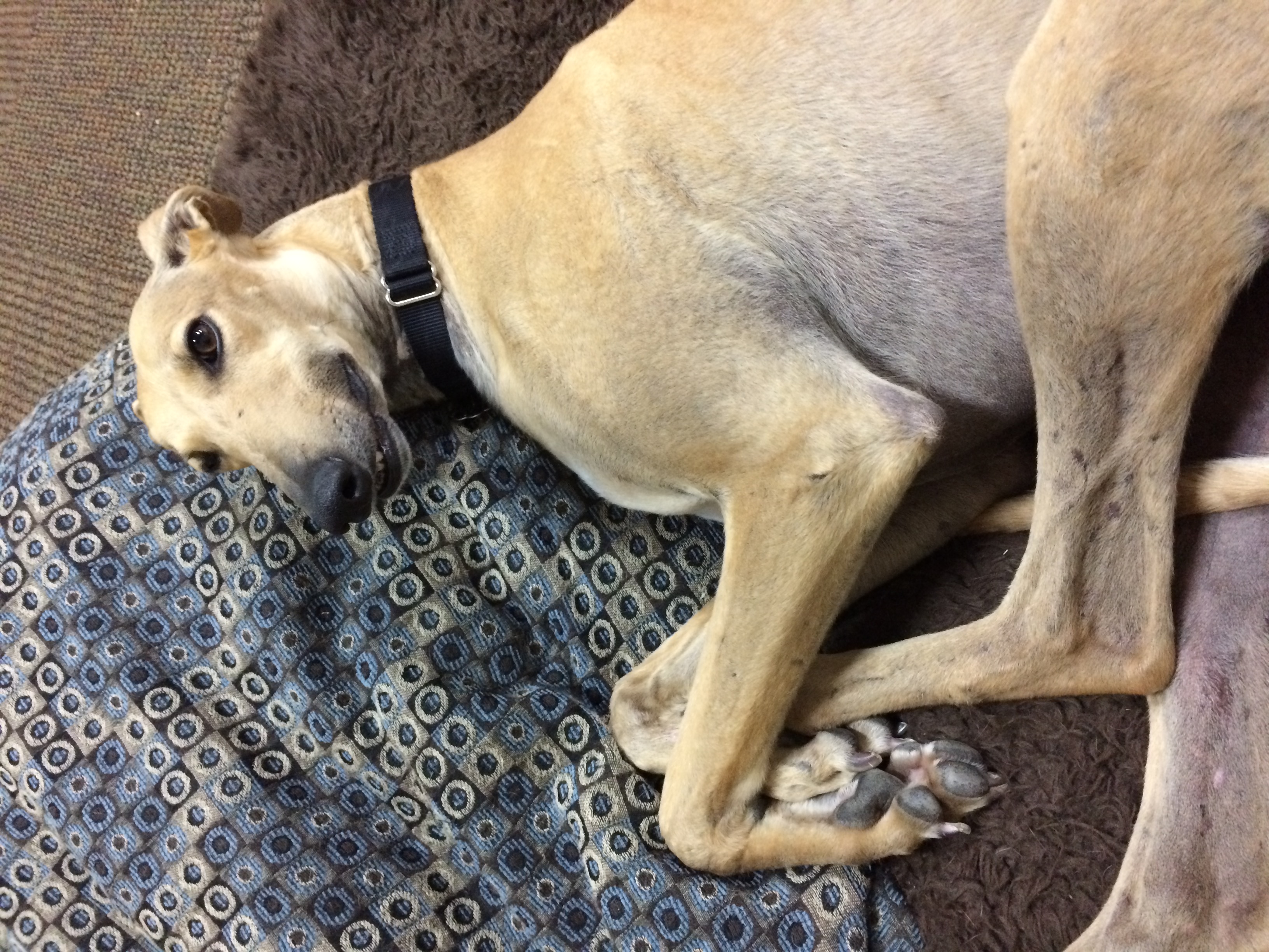 Greyhound Adoption League of Texas, Inc.