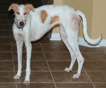 Greyhound Adoption League Of Texas Inc