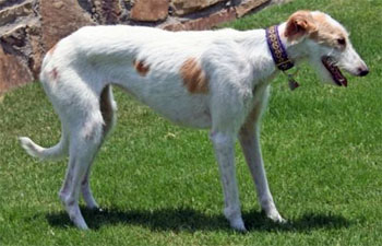 Greyhound Adoption League Of Texas Inc