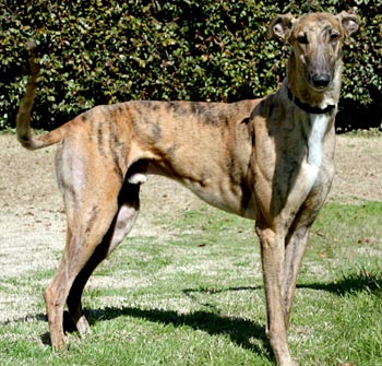 striped greyhound
