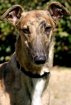 striped greyhound