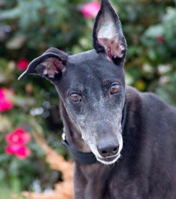 Greyhound Dog Adoption Mobile Al Greyhound Dog Adoption Mobile Al