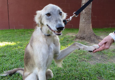greyhound aussie mix