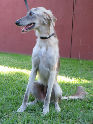 greyhound aussie mix
