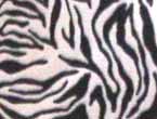 Zebra Print