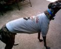 Harley Davidson Hog Dog T-Shirt - Click For Enlargement