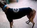 Harley Davidson Reflective Sweatshirt - Click For Enlargement