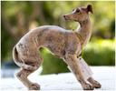 Greyhound Puppy Statue - Click For Enlargement