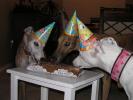 GALT's 7th Birthday Party - Click For Enlargement