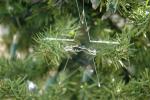 Lucite Star Suncatcher - Click For Enlargement