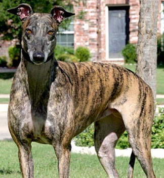 Damsel
